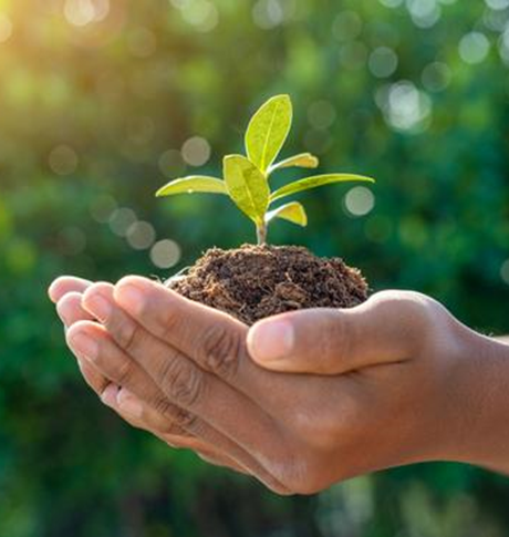 Child hands holding sapling against green nature background